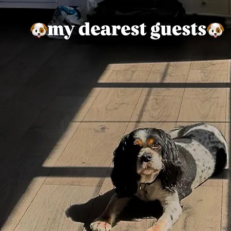 Apartment Ita Pet Friendly *