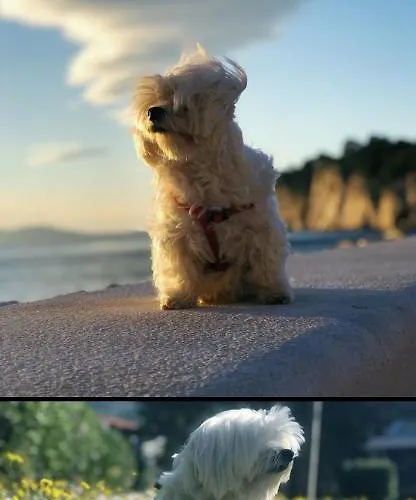 Ita Pet Friendly شقة